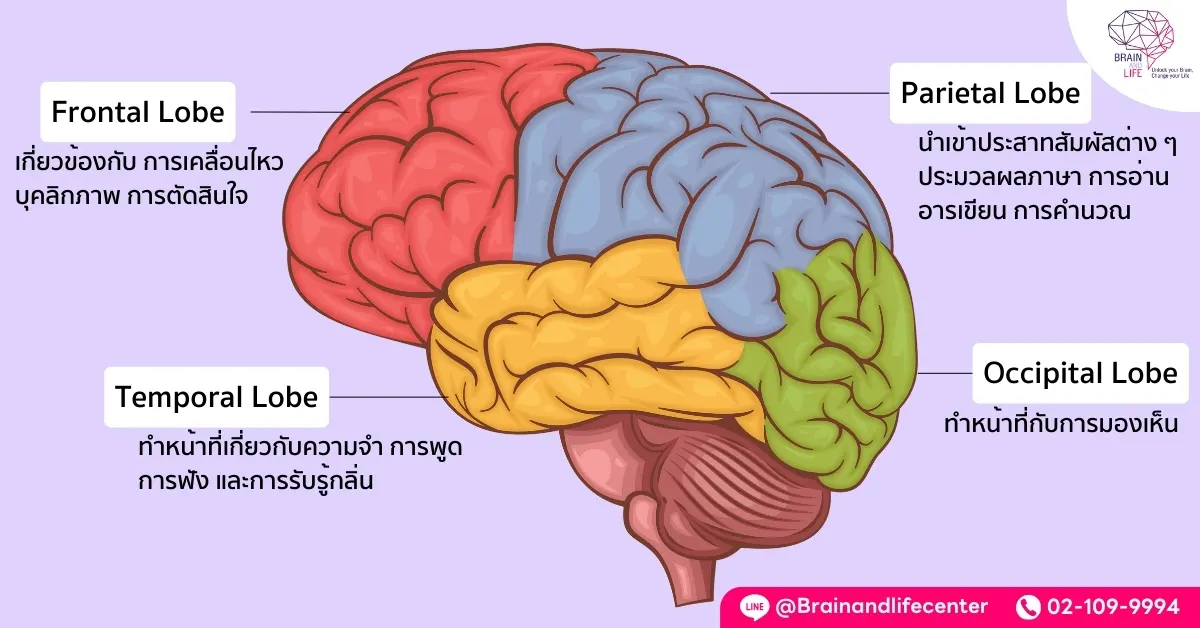 สมอง