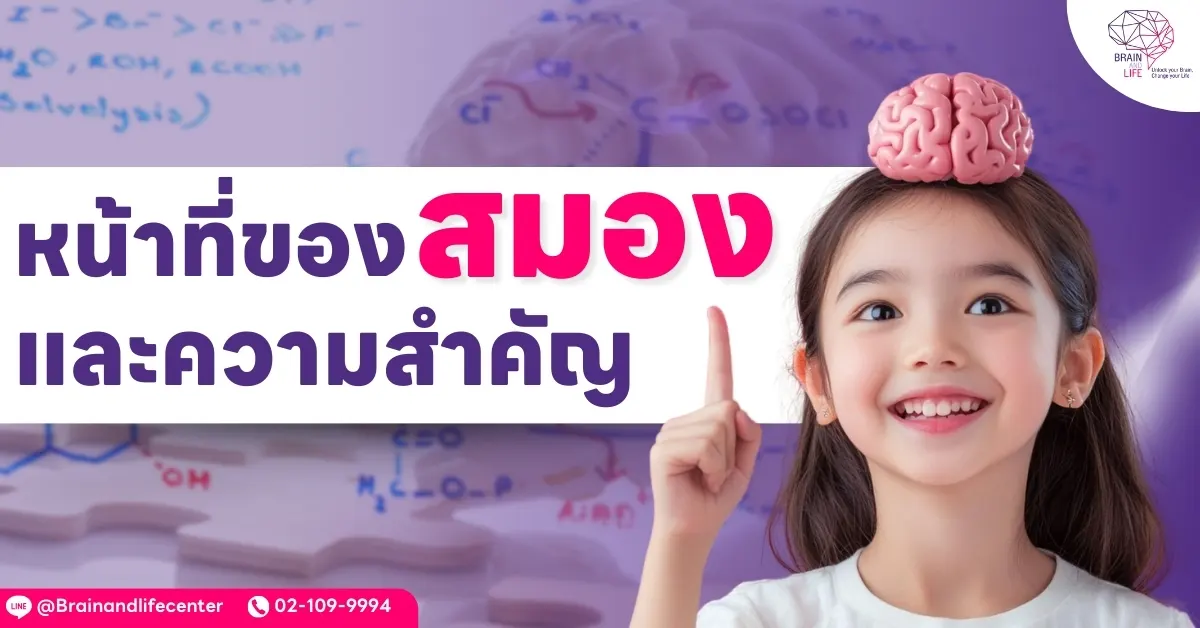 หน้าที่ของสมองและความสำคัญ